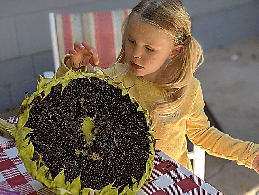 Sunflower
