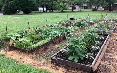 Another great year has begun for our Family Gardens!