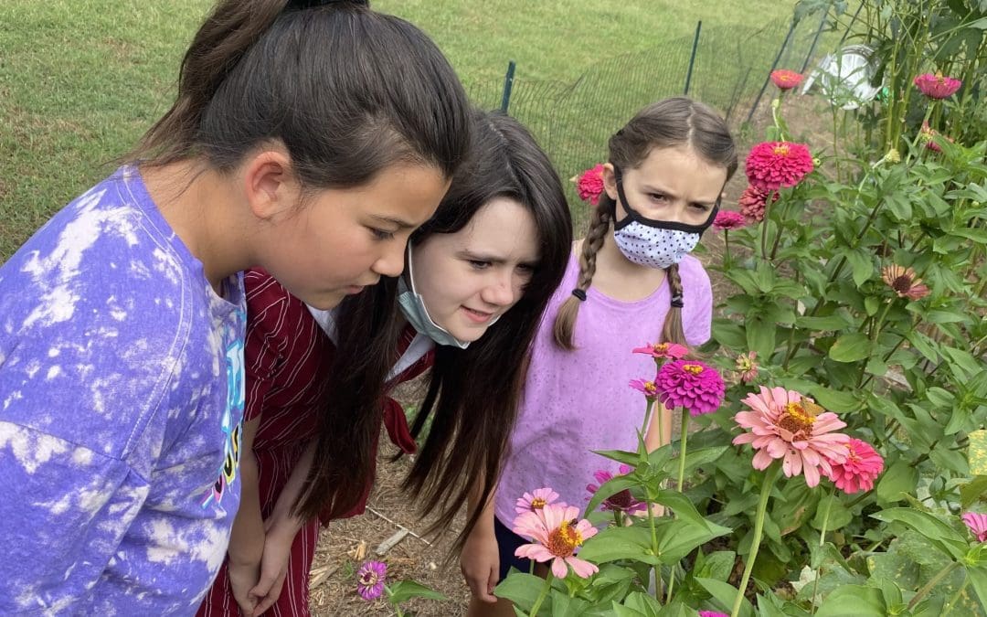 Flowers are beautiful in our Family Garden.