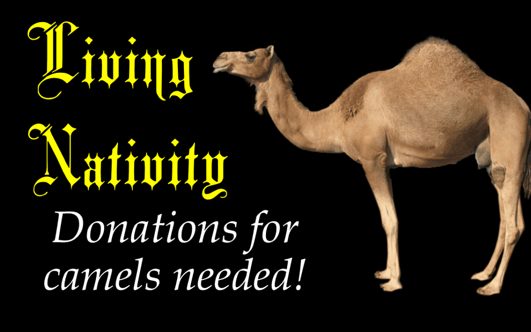 Camel donations for Living Nativity